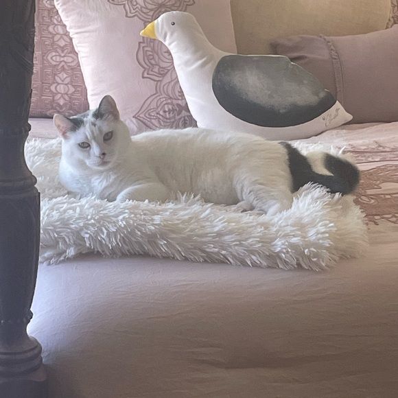 Meet your Posher, Posh - Picture 2 of 2